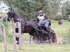 photo de Elevage de la Perle Noir / Calèches 21