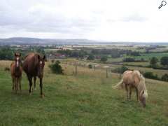 photo de NEC FARM